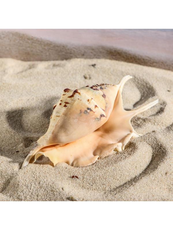 Ракушка декоративная, 7-11 см