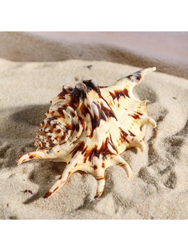 Ракушка декоративная, 7-11 см